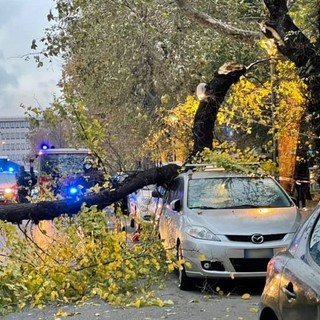 Savona, albero cade in via XX Settembre: problemi al traffico (FOTO)