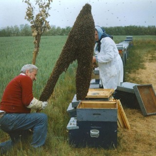 Provincia di Savona "invasa" da sciami di api e calabroni, oltre 20 interventi dei vigili del fuoco