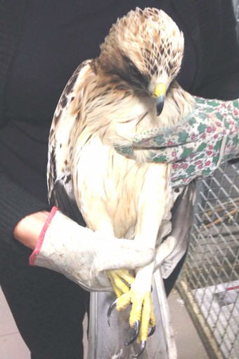 Raro esemplare di aquila minore soccorso a Millesimo