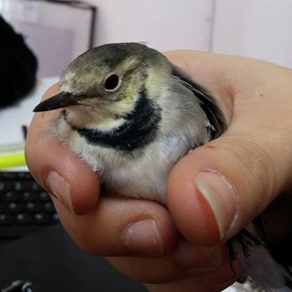 Albenga, uccellino prigioniero di una trappola a lenza. L'Enpa: "Bracconaggio in pieno centro cittadino" Albenga, uccellino prigioniero di una trappola a lenza. L'Enpa: "Bracconaggio in pieno centro cittadino"