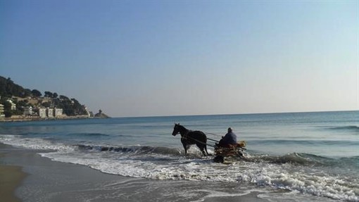 Domenica cavalli sulla spiaggia di Alassio