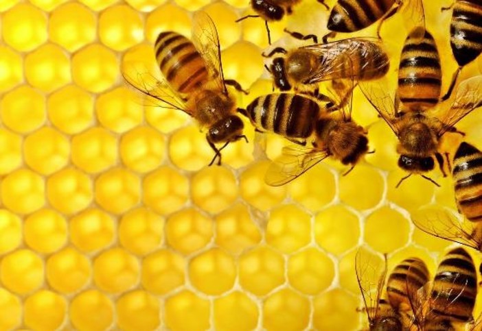 Anno amaro per il miele: in Liguria produzione zero
