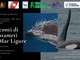 Finale, il 19 settembre &quot;Aspettando Mare in Mostra - Racconti di avvistamenti nel Mar Ligure: dalle orche ai delfini&quot;