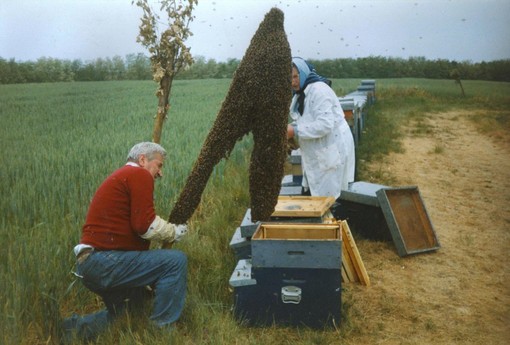 Provincia di Savona "invasa" da sciami di api e calabroni, oltre 20 interventi dei vigili del fuoco