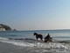 Domenica cavalli sulla spiaggia di Alassio