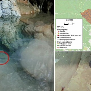 Borgio Verezzi, anguilla avvistata nella Grotta di Valdemino: un rifugio nascosto per una specie a rischio