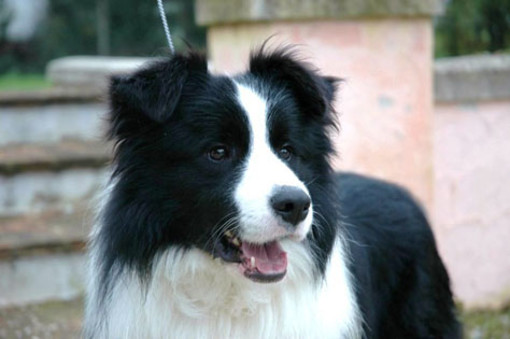 Camilla e Canada, le due Collie in partenza per le zone terremotate