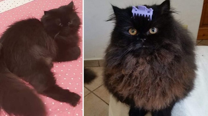 "Hanno rubato la mia gatta": l'appello loanese per rintracciare Birba