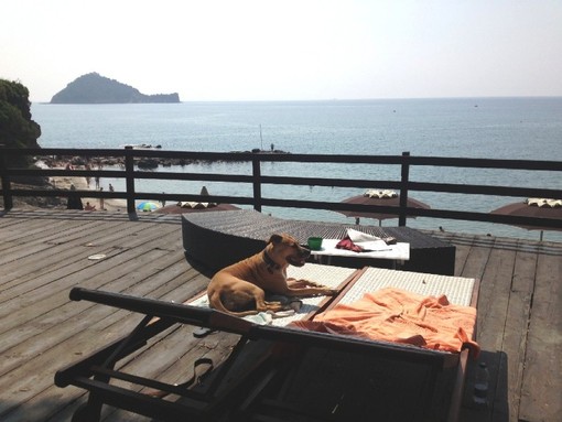 Turismo animalista, ad Alassio si estende la spiaggia libera riservata anche ai cani Turismo animalista, ad Alassio si estende la spiaggia libera riservata anche ai cani