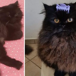 "Hanno rubato la mia gatta": l'appello loanese per rintracciare Birba "Hanno rubato la mia gatta": l'appello loanese per rintracciare Birba