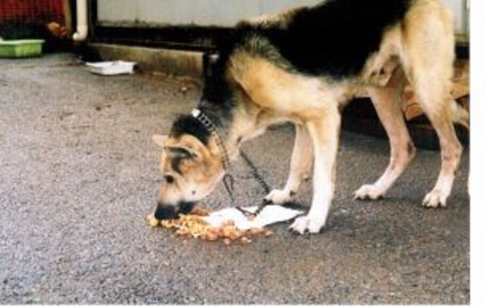 Savona: Enpa "le multe non servono;più oasi per i cani" Savona: Enpa "le multe non servono;più oasi per i cani"