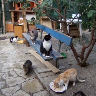Enpa: il gattile di Albissola ha bisogno d'aiuto Enpa: il gattile di Albissola ha bisogno d'aiuto