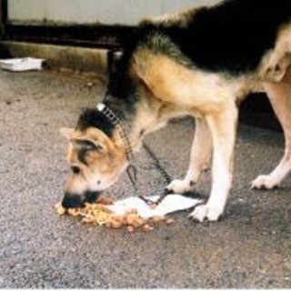 Il cane abbaia di notte? Il padrone rischia l'arresto
