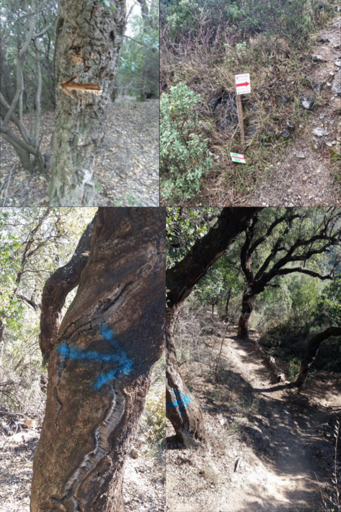 Vandalizzati i boschi del "Val Maremola Trail": la denuncia arriva dal sindaco di Tovo Alessandro Oddo