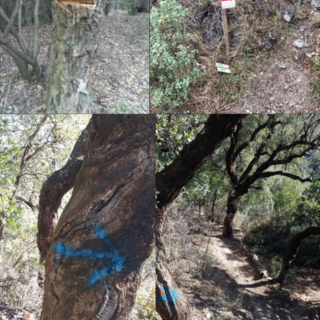 Vandalizzati i boschi del "Val Maremola Trail": la denuncia arriva dal sindaco di Tovo Alessandro Oddo Vandalizzati i boschi del "Val Maremola Trail": la denuncia arriva dal sindaco di Tovo Alessandro Oddo