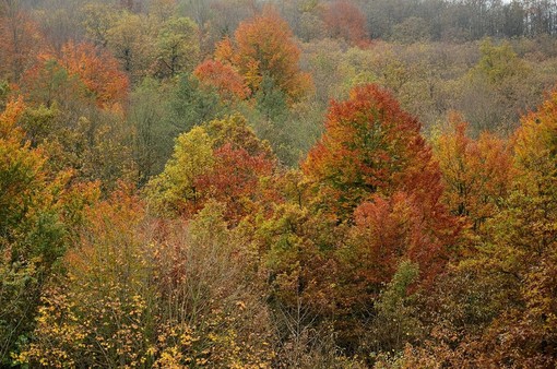 Passeggiando nel Beigua Geopark tra i vibranti colori del foliage Passeggiando nel Beigua Geopark tra i vibranti colori del foliage