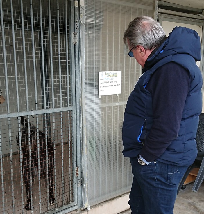 Bozzano: "Sterilizzazione gratuita per randagi o animali abbandonati"