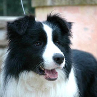 Camilla e Canada, le due Collie in partenza per le zone terremotate