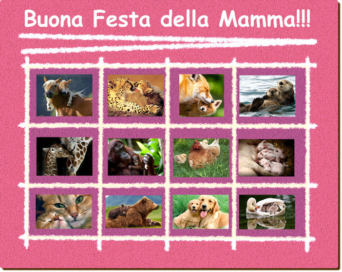 L'ENPA Savonese festeggia le "Mamme gatte" L'ENPA Savonese festeggia le "Mamme gatte"