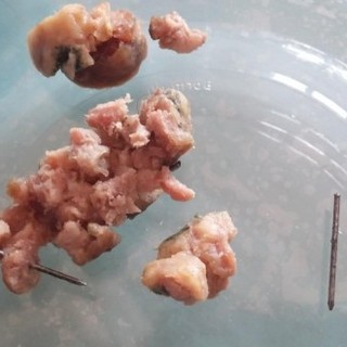 Bocconi con chiodi a Finale, la segnalazione via social: attenzione ai cani