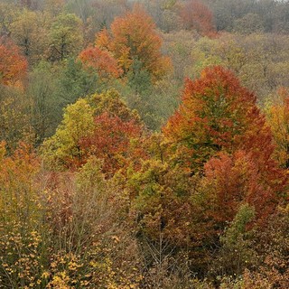 Passeggiando nel Beigua Geopark tra i vibranti colori del foliage