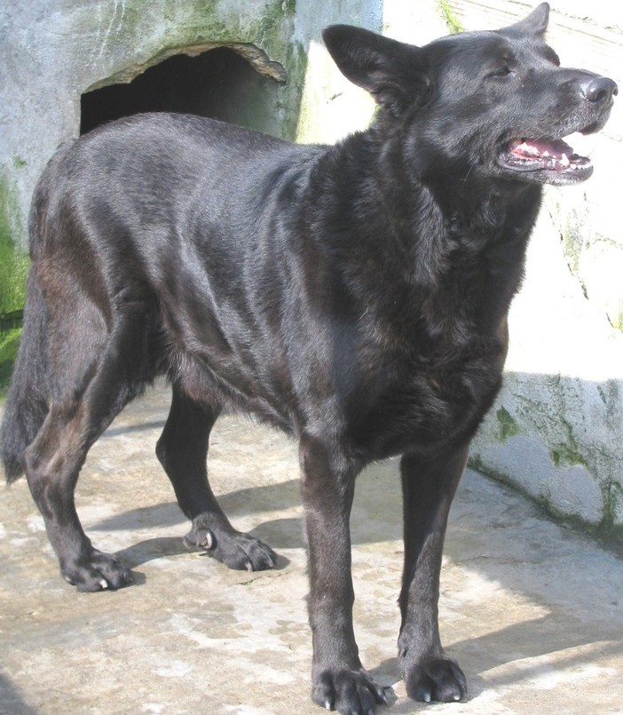 Black, abbandonato con un'ernia, curato dall'ENPA ha ritrovato il buonumore. Ora cerca casa Black, abbandonato con un'ernia, curato dall'ENPA ha ritrovato il buonumore. Ora cerca casa