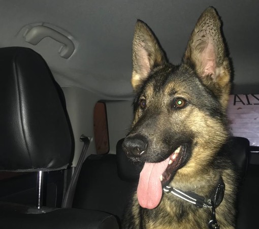 Ecco Lupo, il nuovo cane antidroga delle polizie locali di Albenga, Finale e Loano