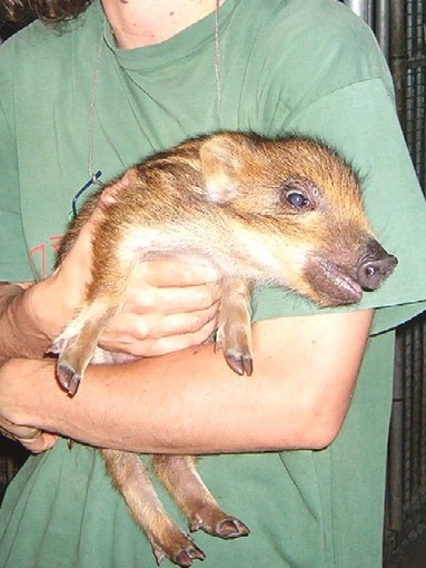 Cinghiali, l'Enpa: "Irricevibile insegnare la caccia nelle scuole" Cinghiali, l'Enpa: "Irricevibile insegnare la caccia nelle scuole"