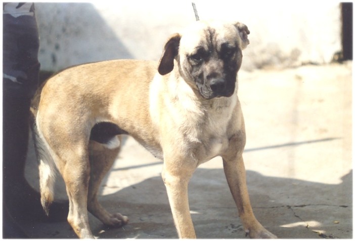 Chicco cerca casa Chicco cerca casa