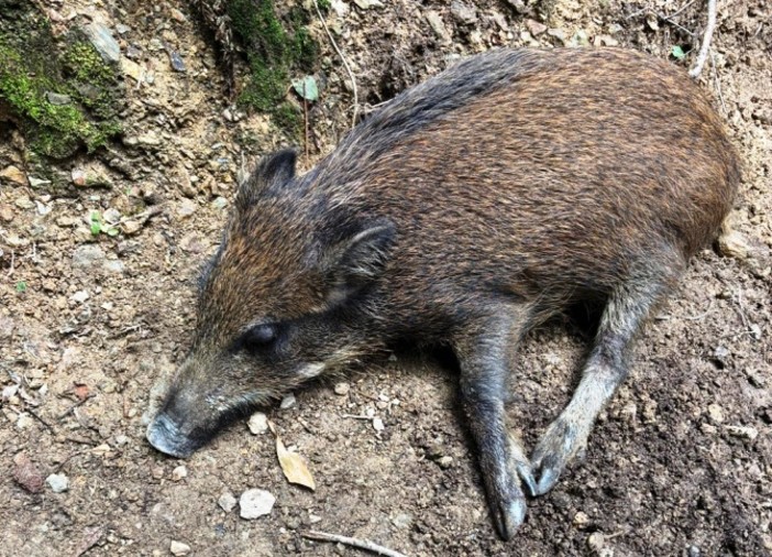 Peste suina, l’ordinanza impedisce i soccorsi: "Cucciolo di cinghiale muore senza aiuto" Peste suina, l’ordinanza impedisce i soccorsi: "Cucciolo di cinghiale muore senza aiuto"