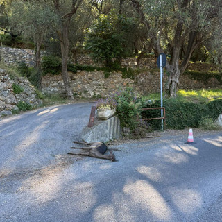 Giovane in scooter travolge un capriolo nella notte, illeso: la carcassa dell'animale per ore sulla strada Giovane in scooter travolge un capriolo nella notte, illeso: la carcassa dell'animale per ore sulla strada