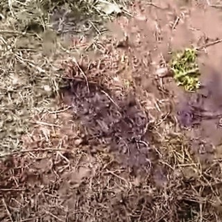 Cairo, recinto mobile per catturare e uccidere i cinghiali. L'OSA tuona: "Un vero mattatoio, la Magistratura deve intervenire"