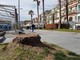 Loano, nuove palme in arrivo sulla passeggiata a mare Loano, nuove palme in arrivo sulla passeggiata a mare