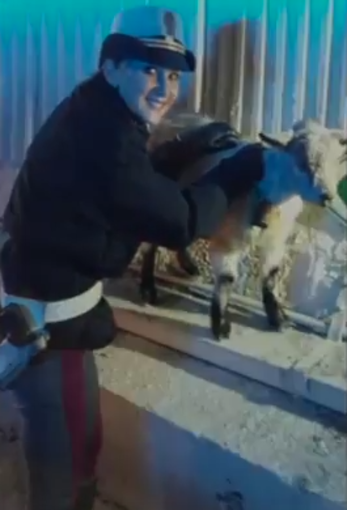 Caprette in fuga in autostrada, intervento della polizia stradale