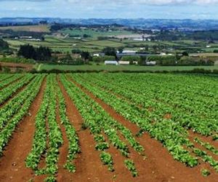 Finale, sabato 21 marzo si parla di produzioni agricole e ogm col convegno "L’agricoltura si prende cura del Creato (?)"