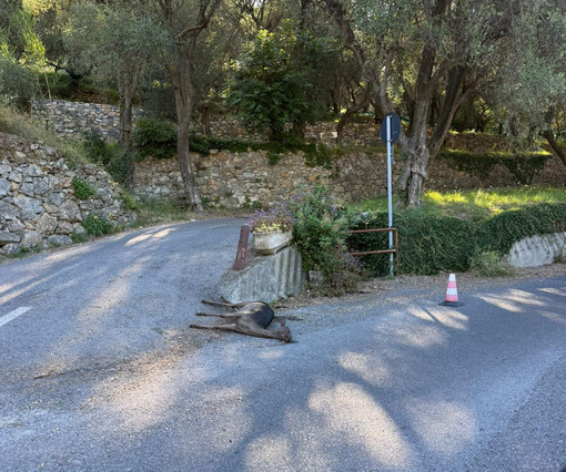 Giovane in scooter travolge un capriolo nella notte, illeso: la carcassa dell'animale per ore sulla strada Giovane in scooter travolge un capriolo nella notte, illeso: la carcassa dell'animale per ore sulla strada