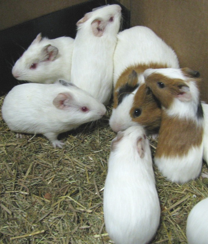 I piccoli animaletti I piccoli animaletti