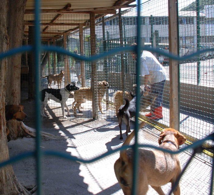 Canile di Finale Ligure: aspettando la risposta del sindaco Richeri parla Cinzia Amato, di "Elsa nata libera"