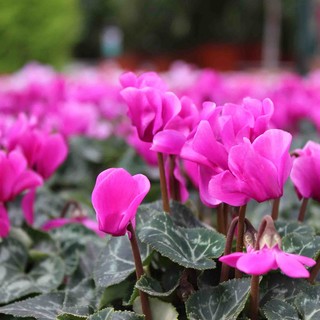 Ultimo weekend savonese del Garden Festival d'Autunno di AICG