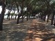 Ceriale: plauso per la "nuova" Pineta sul lungomare Diaz Ceriale: plauso per la "nuova" Pineta sul lungomare Diaz
