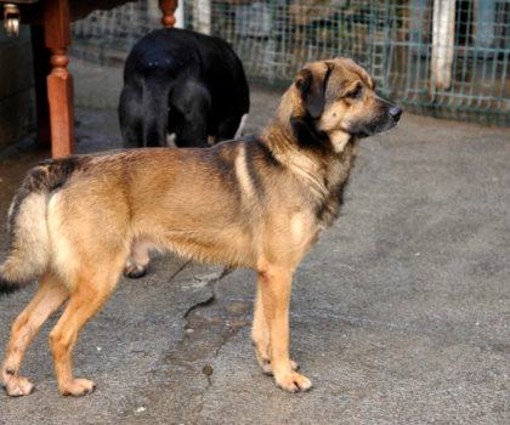 Il canile di Finale Ligure si mobilita per salvare "Cecco"