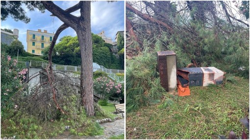 Celle, grosso ramo crolla in passeggiata: rotta un'opera in ceramica (FOTO)