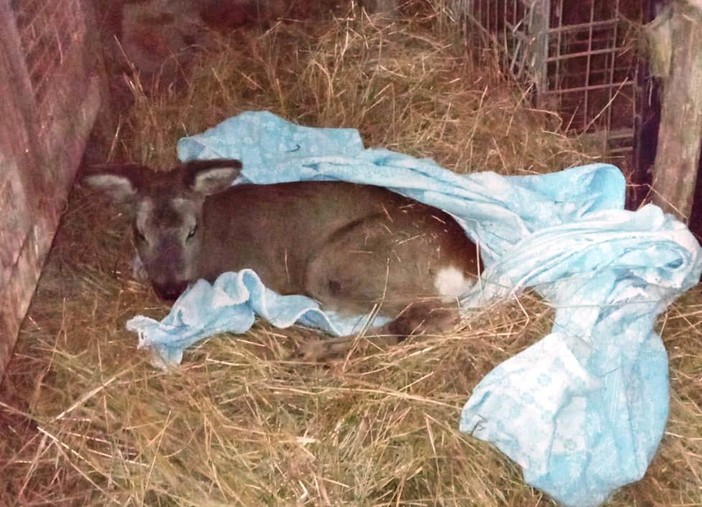 Capriolo in difficoltà a Calizzano soccorso dai volontari ENPA