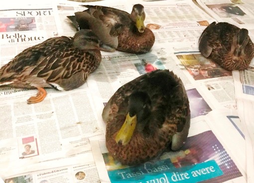 Albenga, moria di volatili nel rio Carenda all’altezza di Campochiesa Albenga, moria di volatili nel rio Carenda all’altezza di Campochiesa