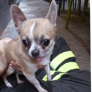 Loano, vola dal balcone ma finisce sul tendone di un ristorante. Chihuahua salvato da Vigili del fuoco e polizia locale