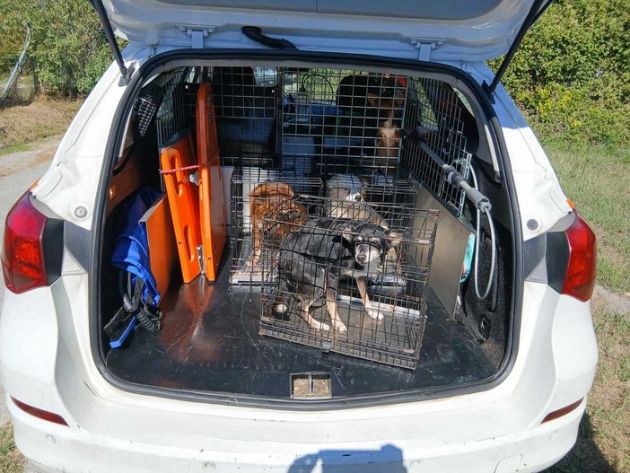 Cani dissequestrati a Dego, Associazione Animalisti Italiani: "Separare animali da compagnia che vivono con il loro proprietario è causa di traumi e sofferenza" Cani dissequestrati a Dego, Associazione Animalisti Italiani: "Separare animali da compagnia che vivono con il loro proprietario è causa di traumi e sofferenza"