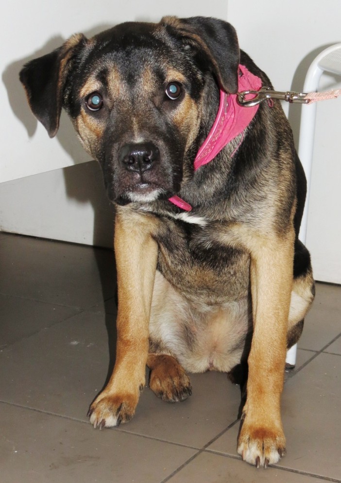 L'appello dell'Enpa: "Maya ha bisogno di un intervento chirurgico"