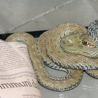 Savona, si ritrova un &quot;Colubro lacertino&quot; nel giardino di casa. Non sapendo che farsene chiama l'ENPA