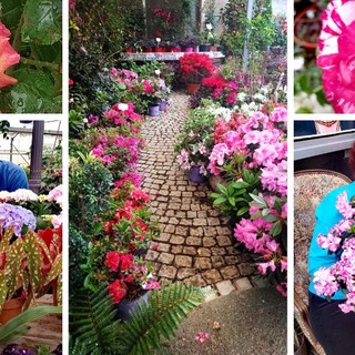 Fioriture spettacolari a maggio: alla Floricoltura Vivai Michelini di Borghetto S. Spirito è un’esplosione di forme e colori