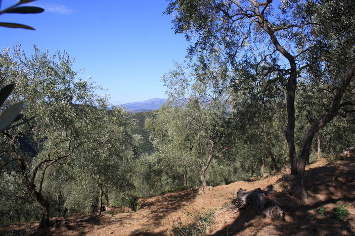 Città dell'olio, presentata in Regione la terza edizione della Camminata tra gli olivi in Liguria